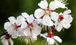 什么二月春风似剪刀